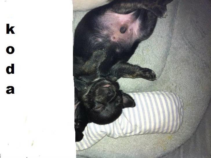 Chihuahua KODA billede 5