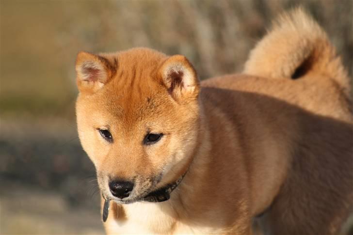Shiba Max billede 8
