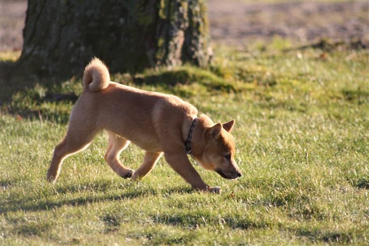 Shiba Max billede 14