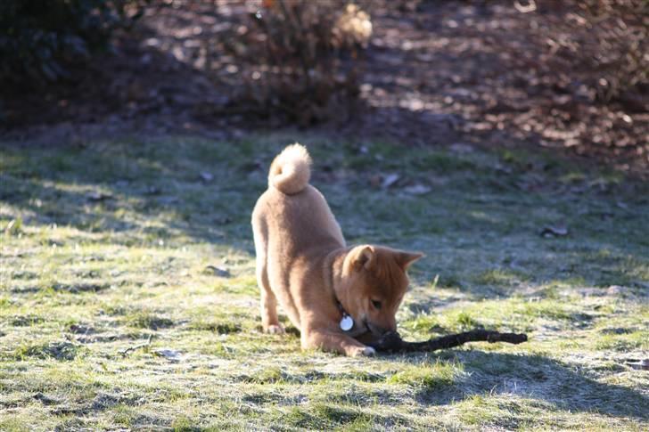 Shiba Max billede 10