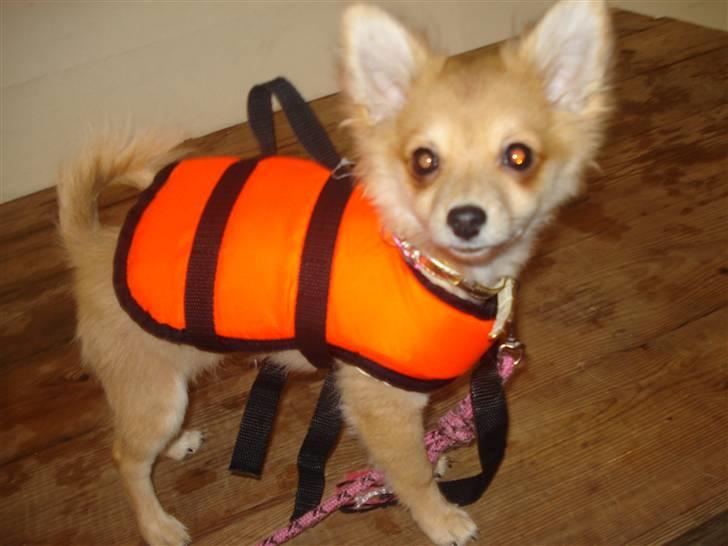 Blanding af racer Baliey - Så er Bailey klar til en svømmetur  billede 17