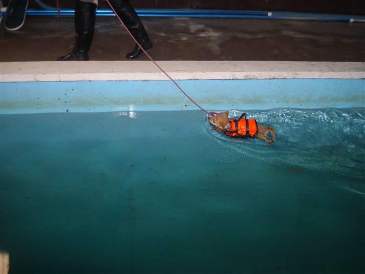 Blanding af racer Baliey - Så dygtig til at svømme :-) ! billede 18