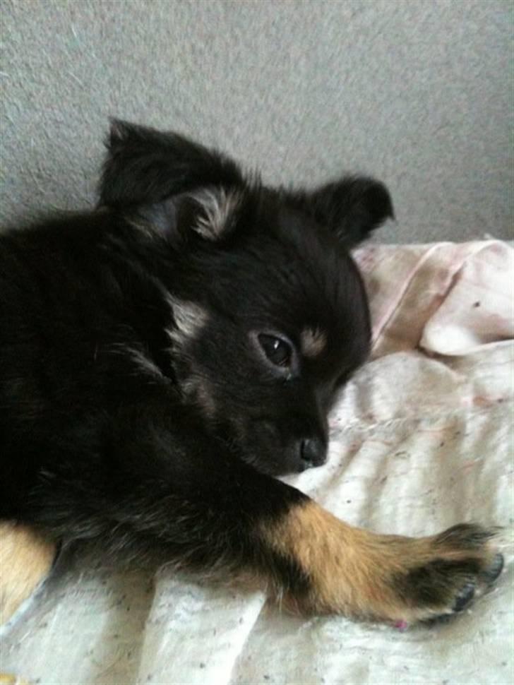 Chihuahua Batman billede 1