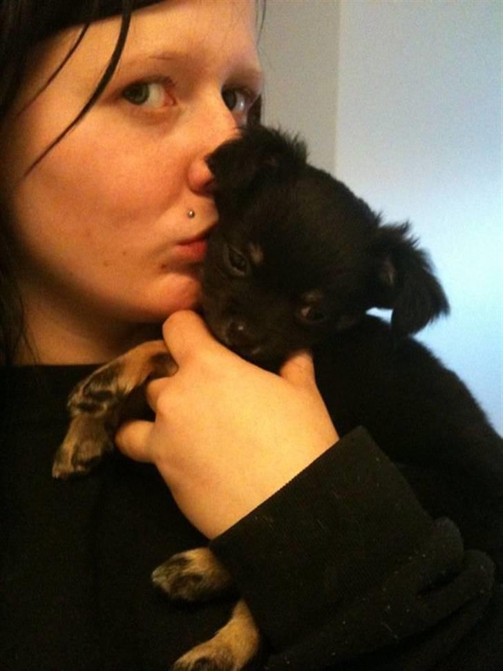 Chihuahua Batman billede 2