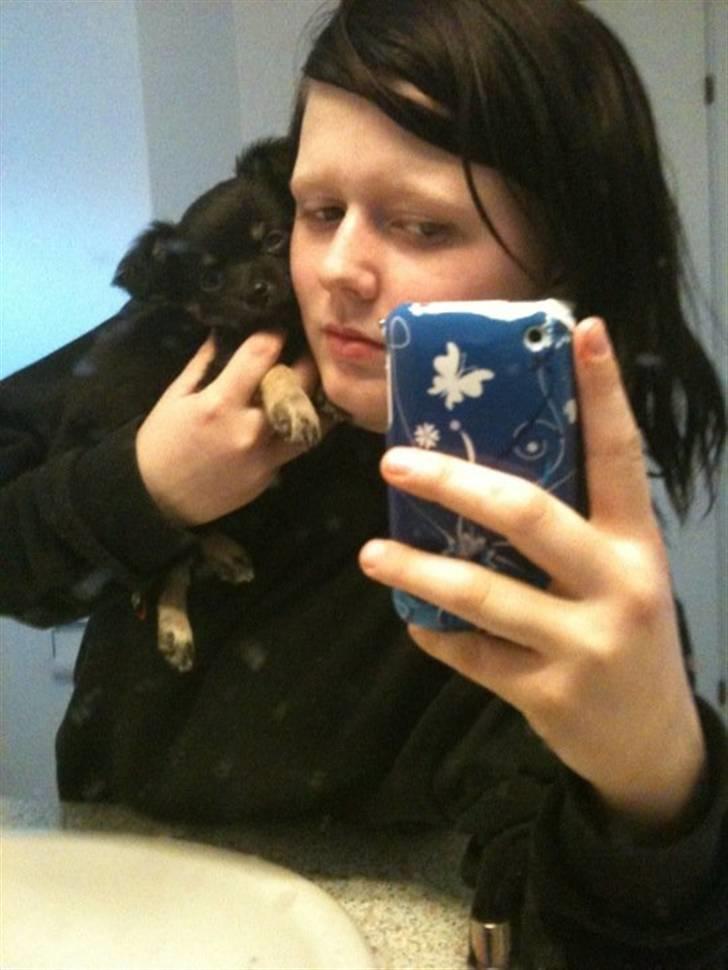 Chihuahua Batman billede 3