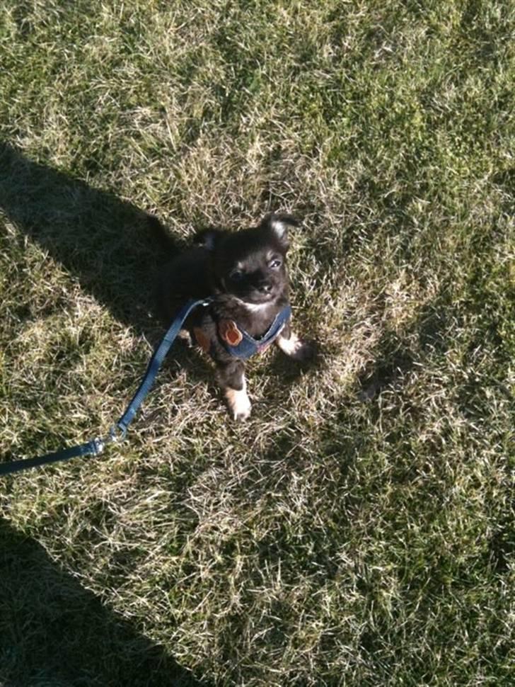 Chihuahua Batman billede 4