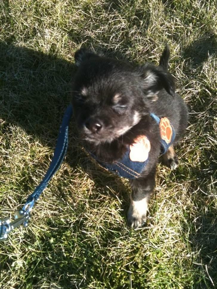 Chihuahua Batman billede 5