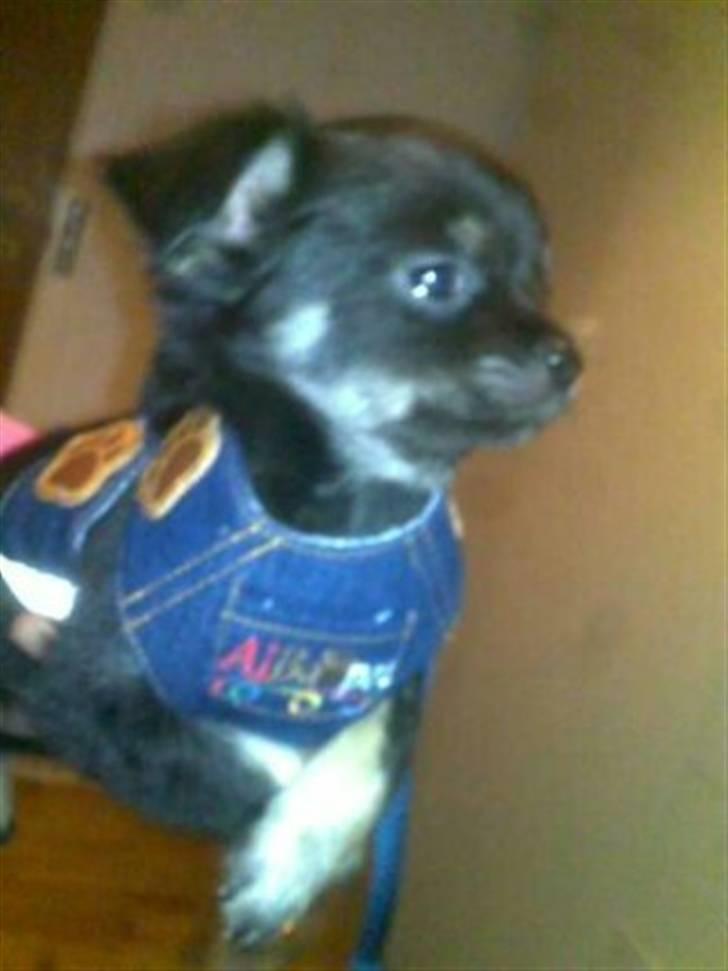 Chihuahua Batman billede 6