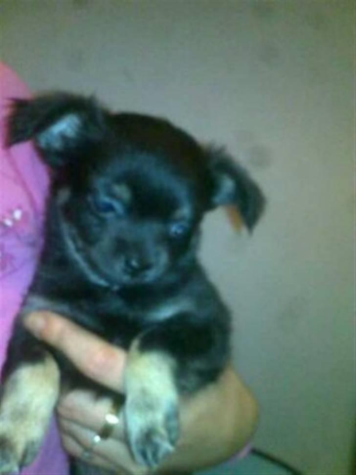 Chihuahua Batman billede 7