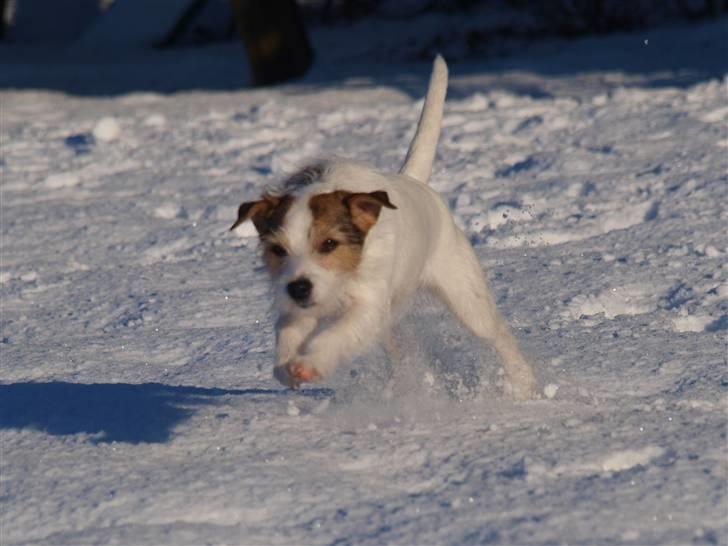 Jack russell terrier Labell billede 15