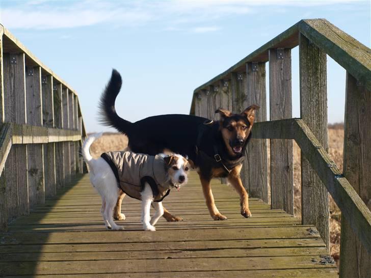 Jack russell terrier Labell billede 16