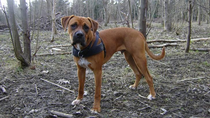 Blanding af racer Viktor billede 1