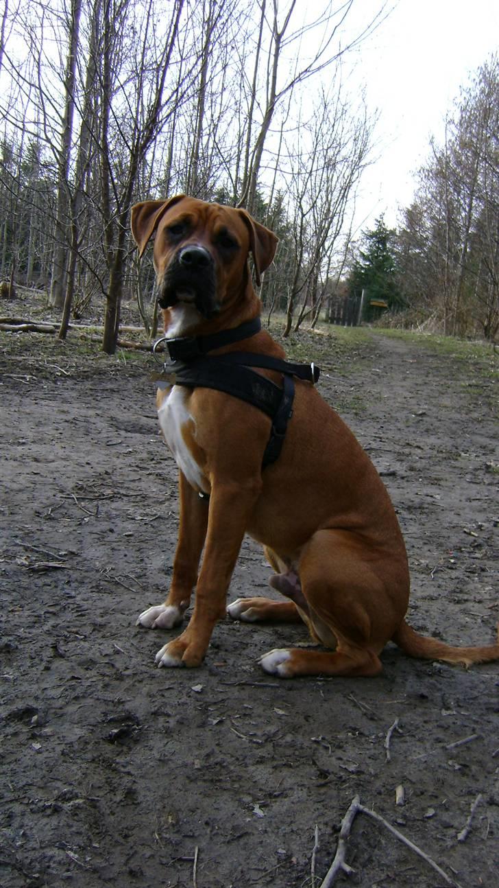 Blanding af racer Viktor billede 2