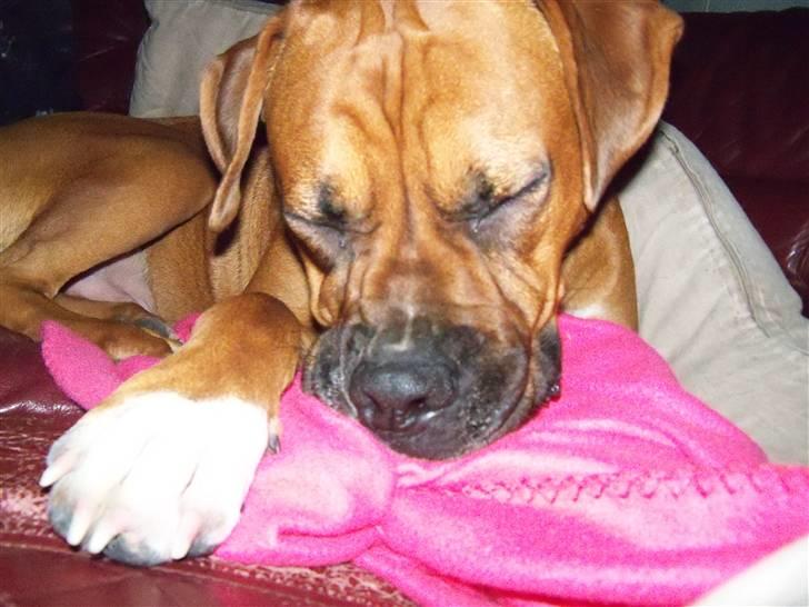 Blanding af racer Viktor billede 3