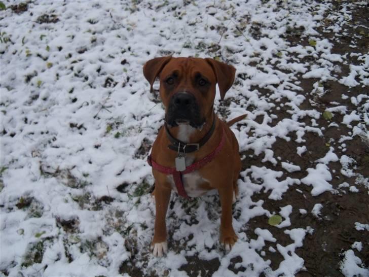 Blanding af racer Viktor billede 4