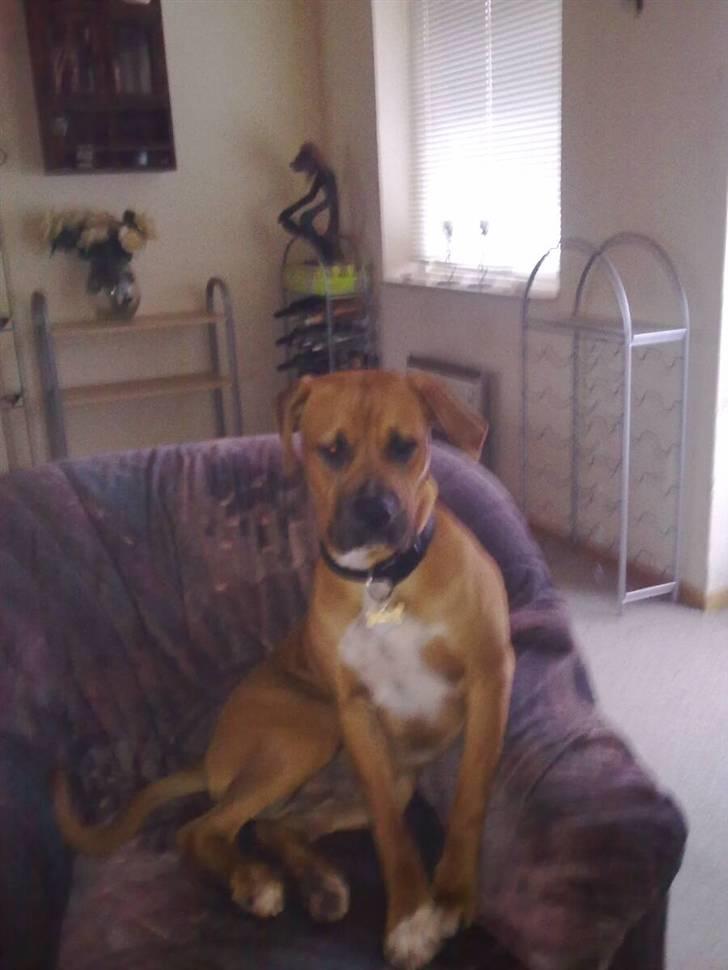 Blanding af racer Viktor billede 5