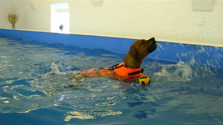 Blanding af racer Viktor billede 6