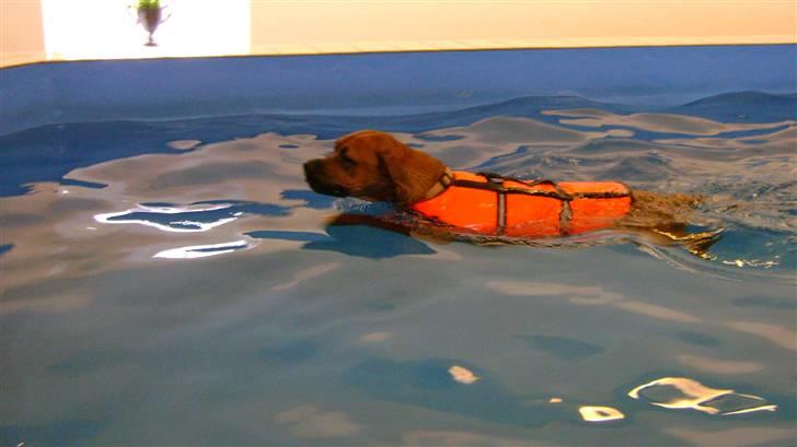 Blanding af racer Viktor billede 7