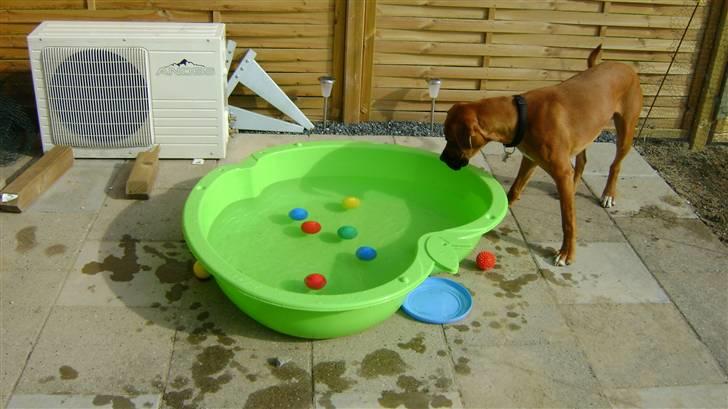 Blanding af racer Viktor billede 8