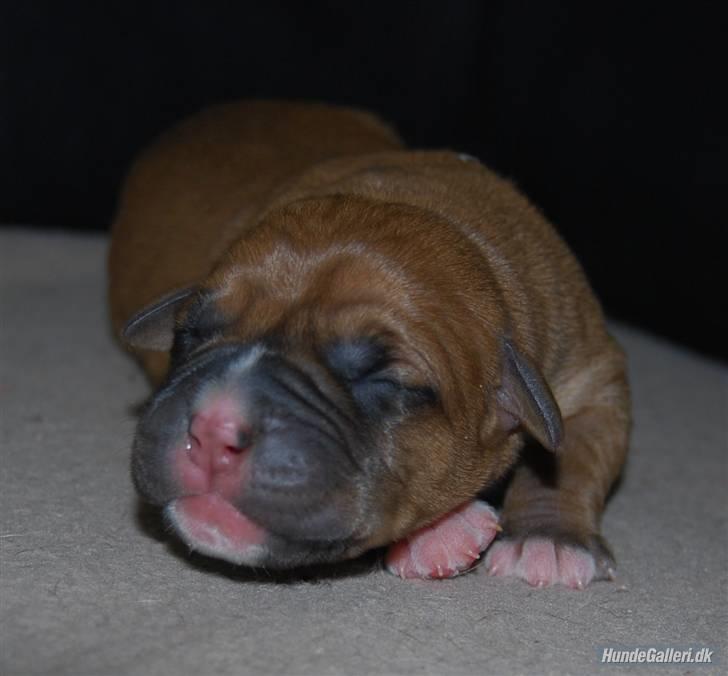 Blanding af racer Viktor billede 9