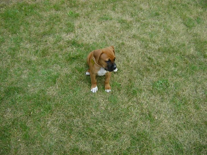 Blanding af racer Viktor billede 10