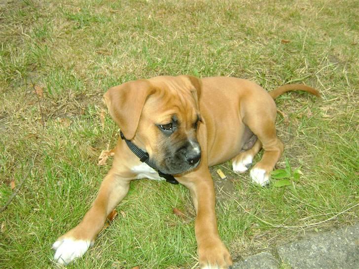 Blanding af racer Viktor billede 11