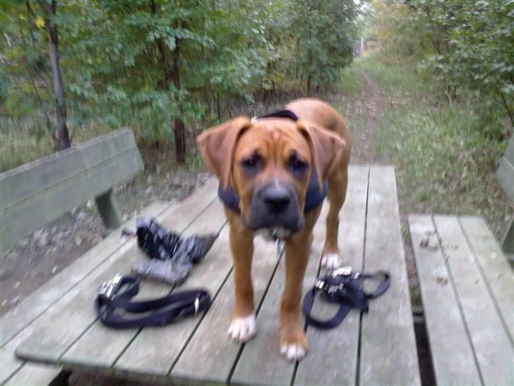 Blanding af racer Viktor billede 12