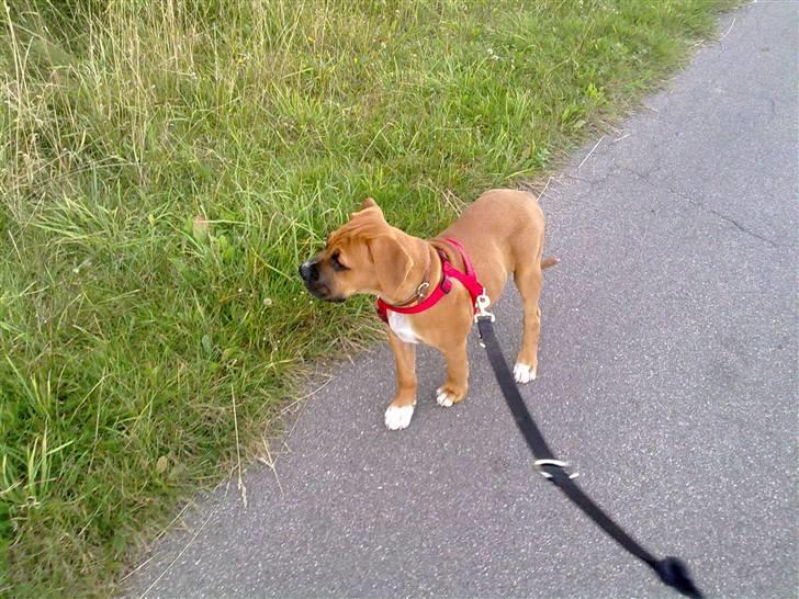 Blanding af racer Viktor billede 13