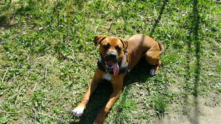 Blanding af racer Viktor billede 14