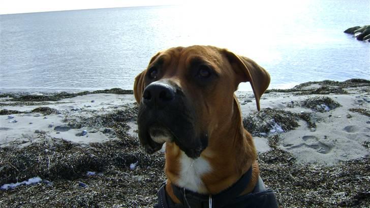 Blanding af racer Viktor billede 15