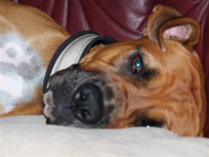 Blanding af racer Viktor billede 16