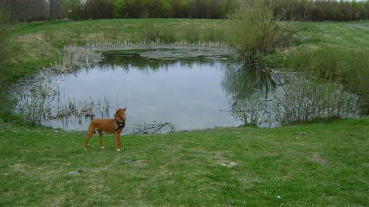 Blanding af racer Viktor billede 17