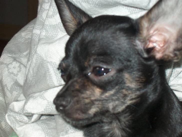 Chihuahua KODA billede 6