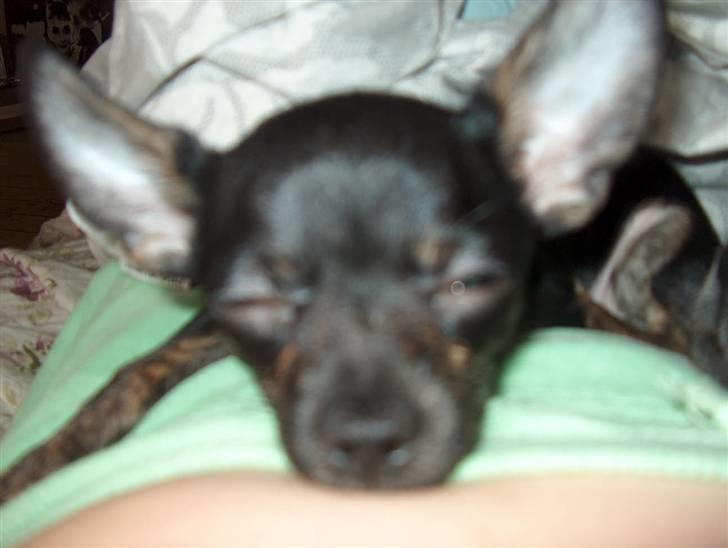 Chihuahua KODA - min mors mave er den blødeste... billede 8