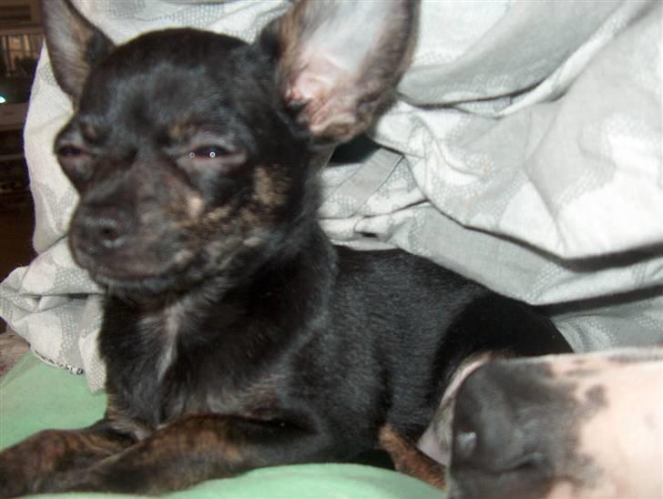 Chihuahua KODA billede 9