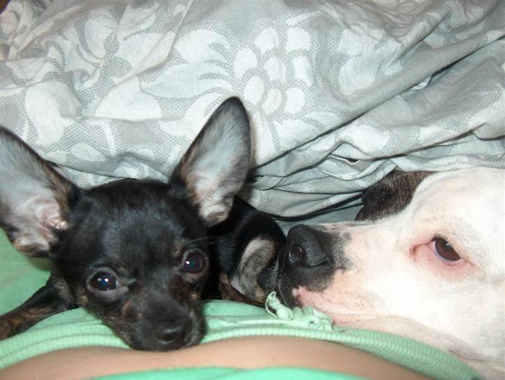 Chihuahua KODA billede 10