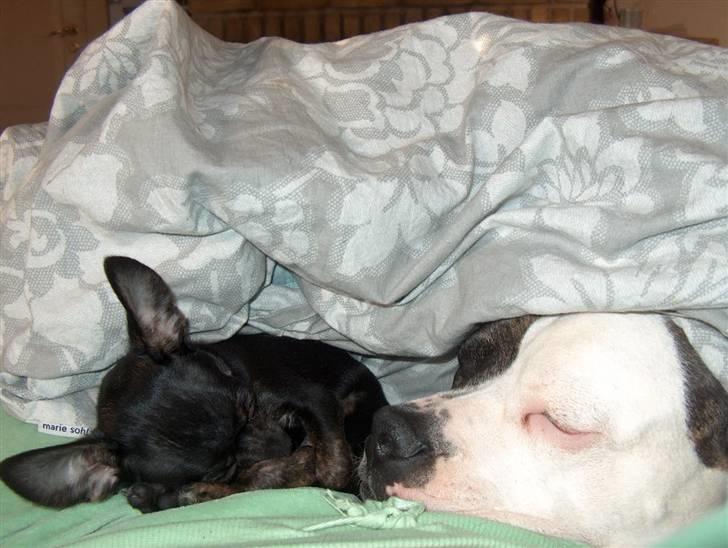 Chihuahua KODA - hvem gemmer sig under dynen...eller hvor mange;) billede 11