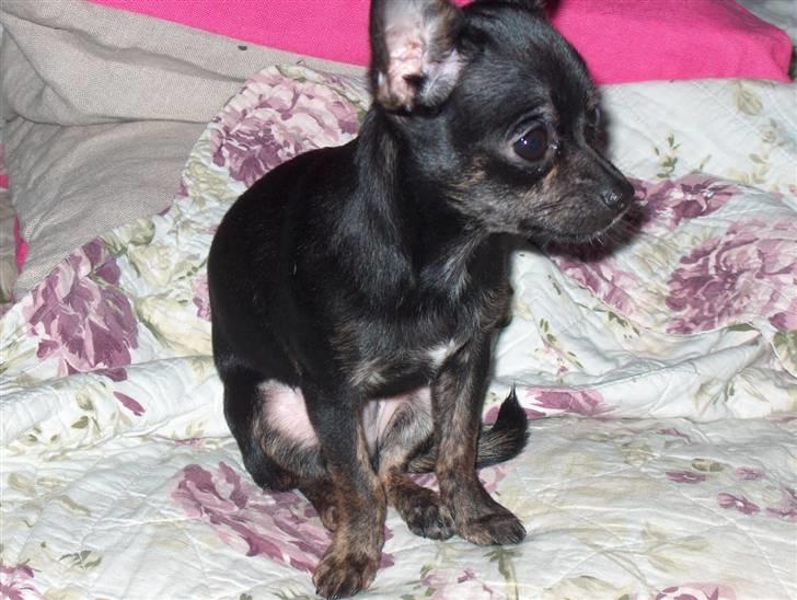 Chihuahua KODA billede 12