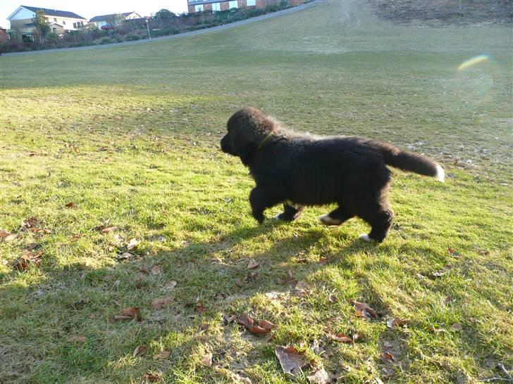 Newfoundlænder Balder *Solgt<3* billede 14