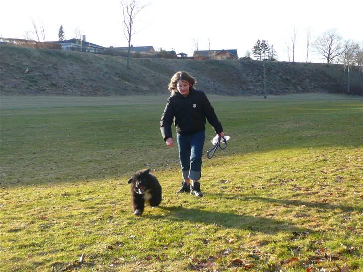 Newfoundlænder Balder *Solgt<3* billede 15