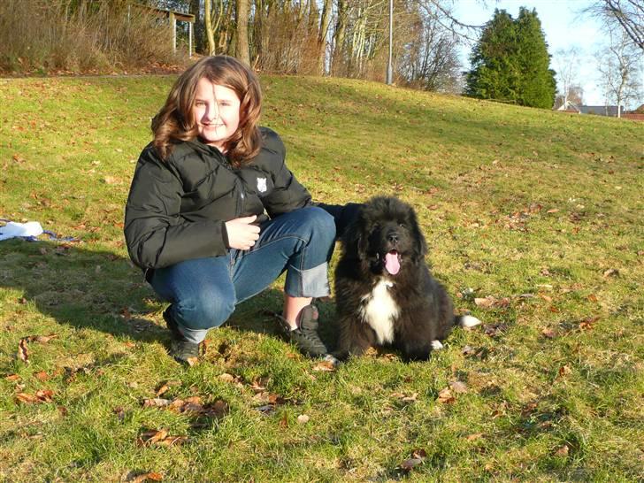 Newfoundlænder Balder *Solgt<3* billede 16