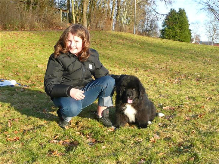 Newfoundlænder Balder *Solgt<3* billede 1