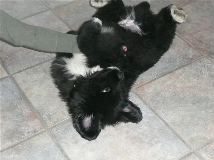 Newfoundlænder Balder *Solgt<3* billede 17