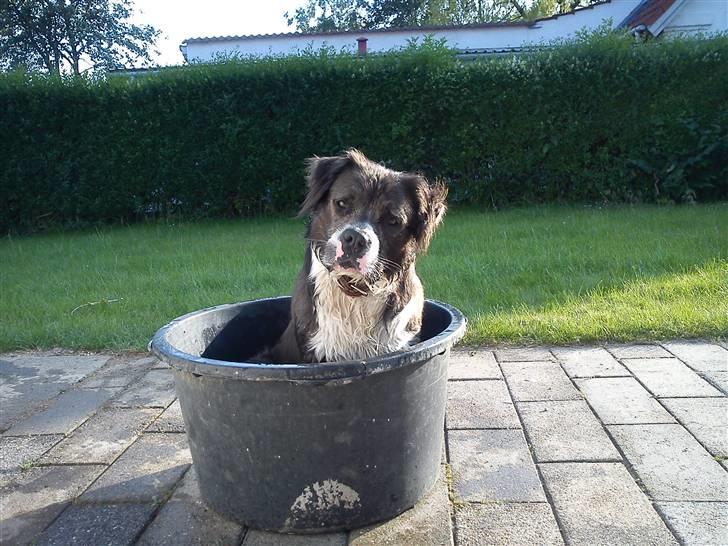 Blanding af racer Isam billede 9