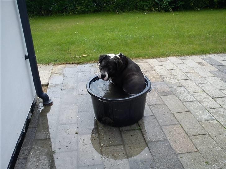 Blanding af racer Isam billede 10