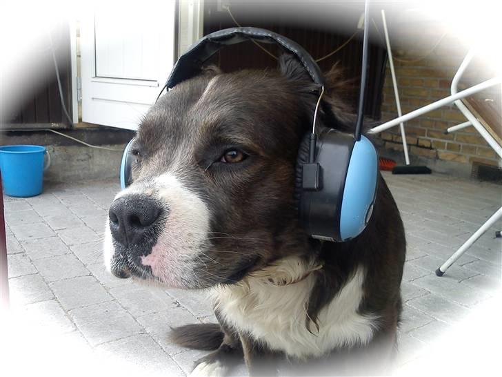 Blanding af racer Isam billede 11