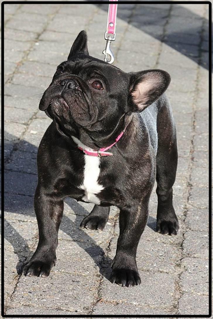 Fransk bulldog Rehab's Gyrinthe - Taget af Ina Rudbeck billede 14