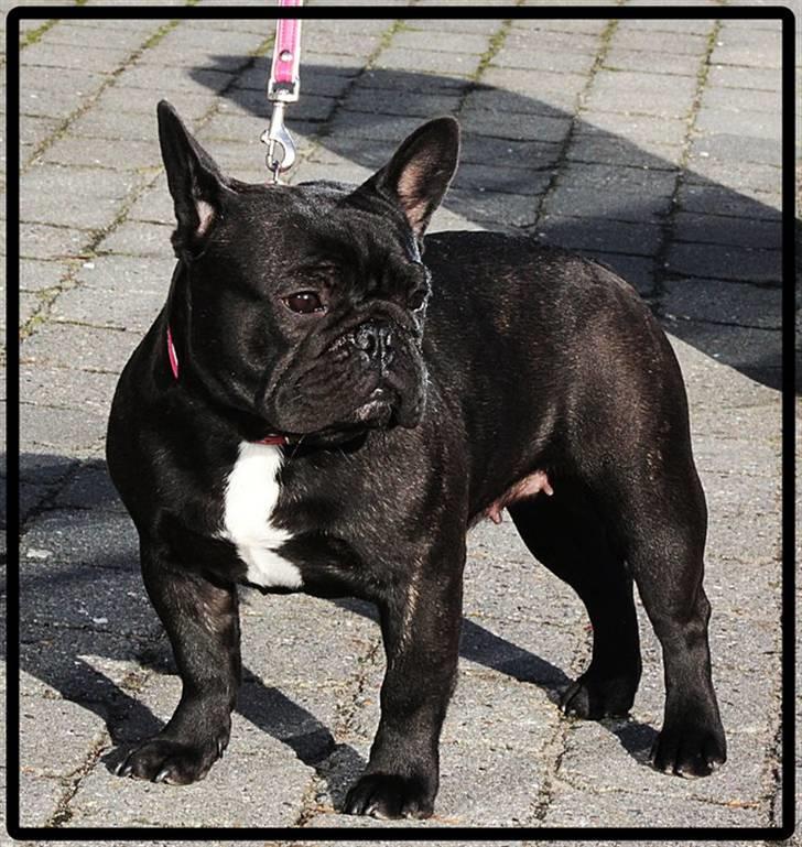 Fransk bulldog Rehab's Gyrinthe - Taget af Ina Rudbeck billede 15