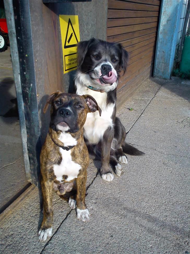 Blanding af racer Isam billede 12