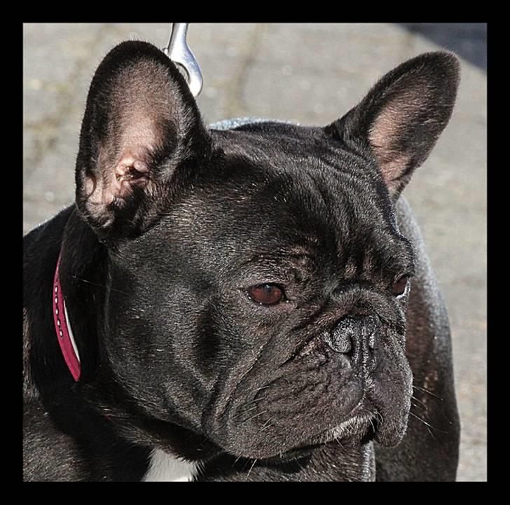 Fransk bulldog Rehab's Gyrinthe - Taget af Ina Rudbeck feb 2011 billede 16